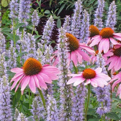  Echinacea Purpurea