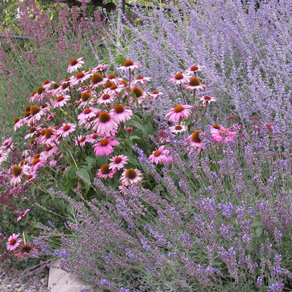 Magnus Echinacea