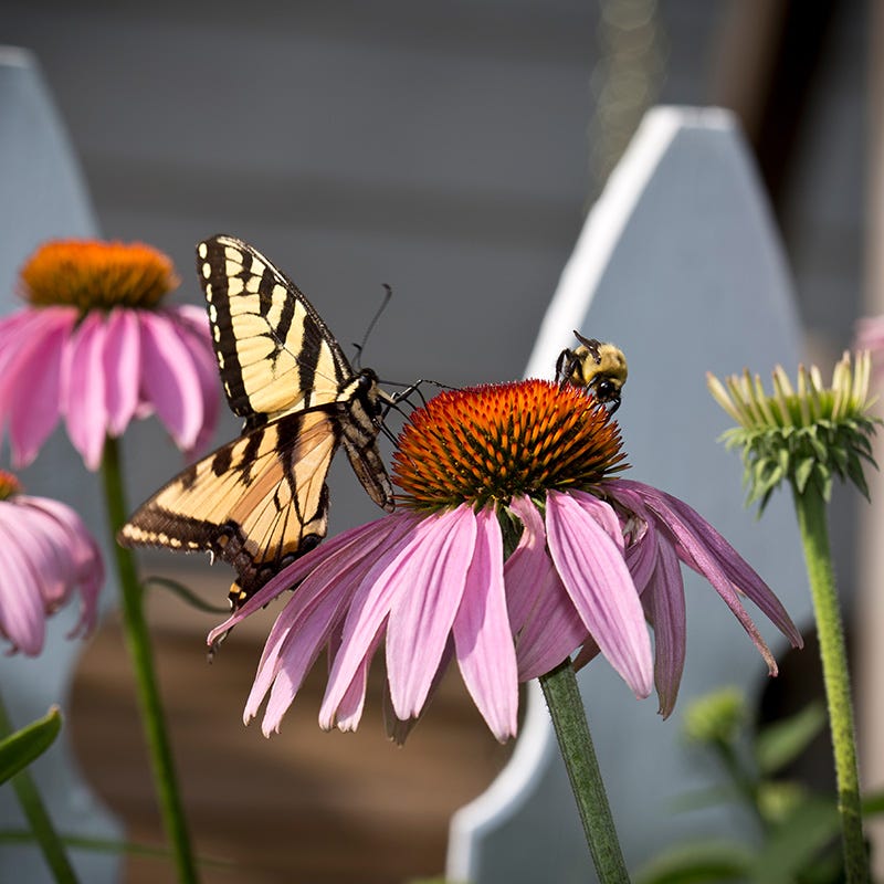  Echinacea Purpurea