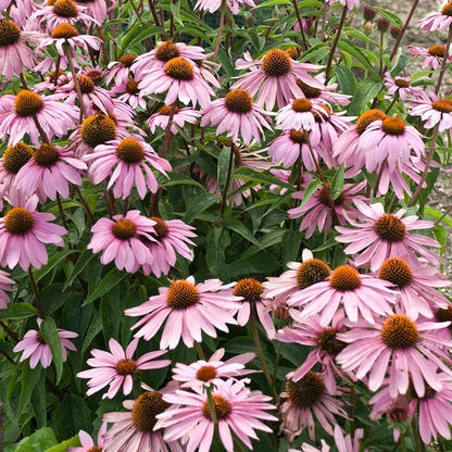  Magnus Echinacea