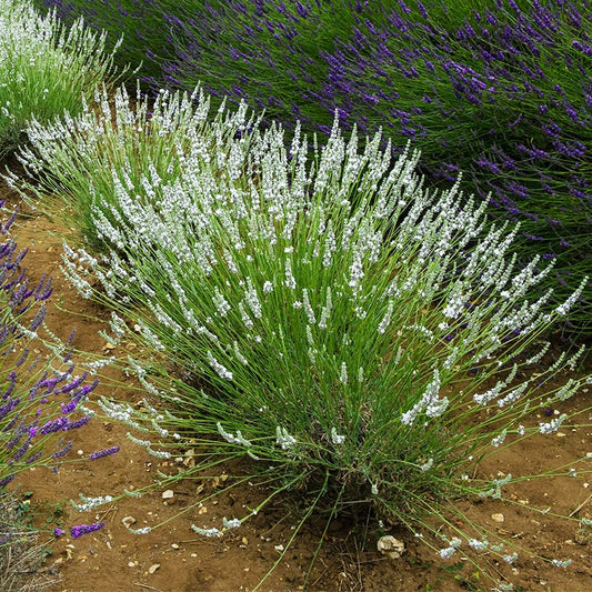  Edelweiss Lavender