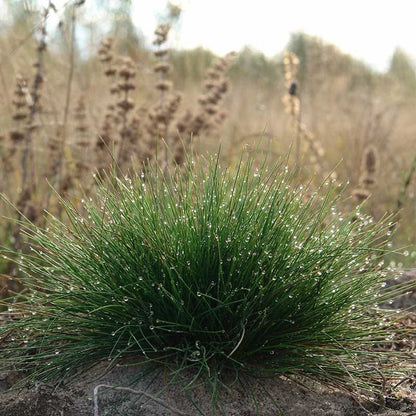  Eilers Beauty™ Fescue Grass