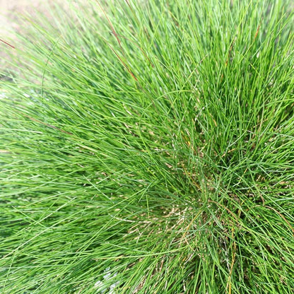  Eilers Beauty™ Fescue Grass