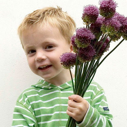 Drumstick Allium