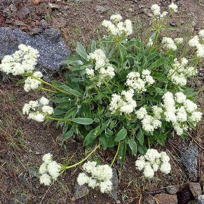  Arrowleaf Buckwheat