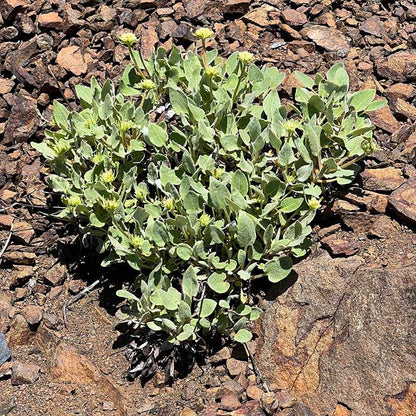  Arrowleaf Buckwheat