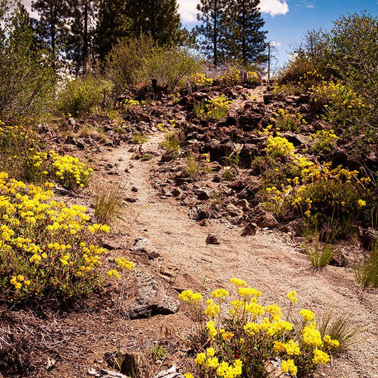  Sulphur-flower Buckwheat