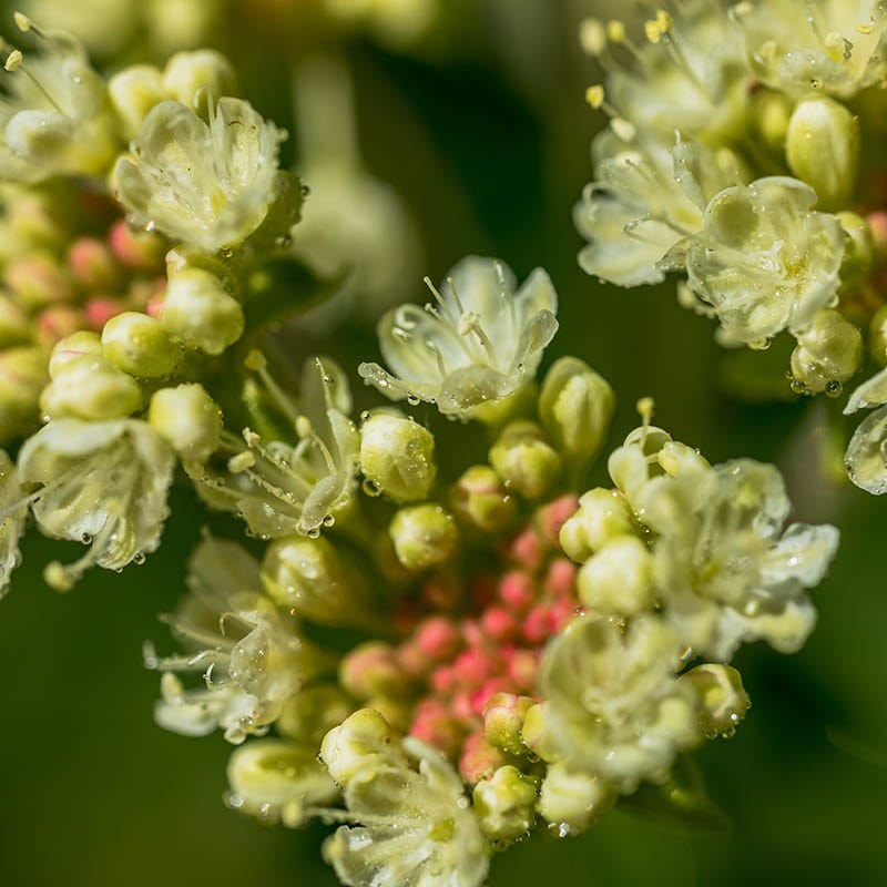  Sulphur-flower Buckwheat