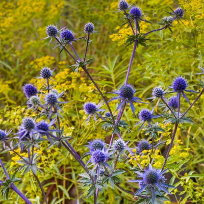  Blue Glitter Sea Holly (Eryngium)