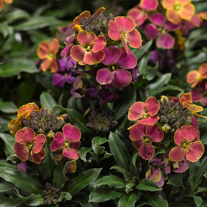  Erysistible™ Tricolor Wallflower