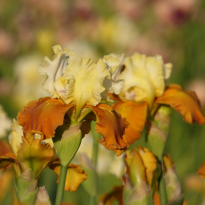  Fall Fiesta Bearded Iris
