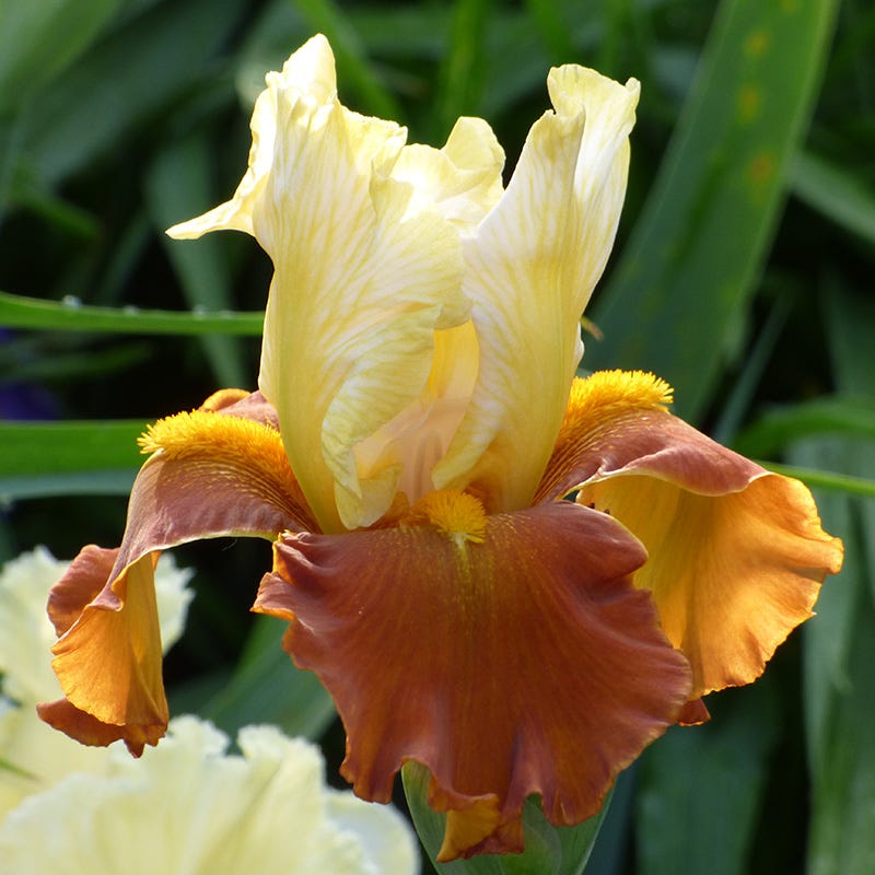  Fall Fiesta Bearded Iris