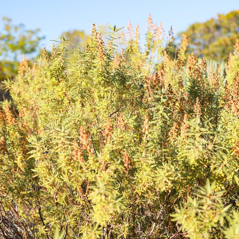  Habitat Shrub Collection For The West