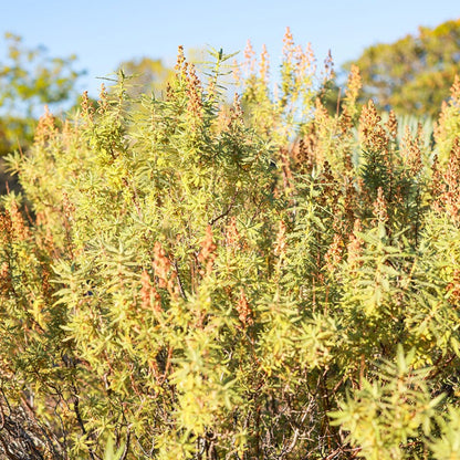  Habitat Shrub Collection For The West