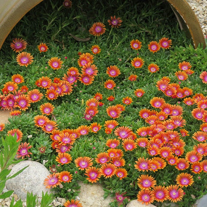  Fire Spinner® Ice Plant