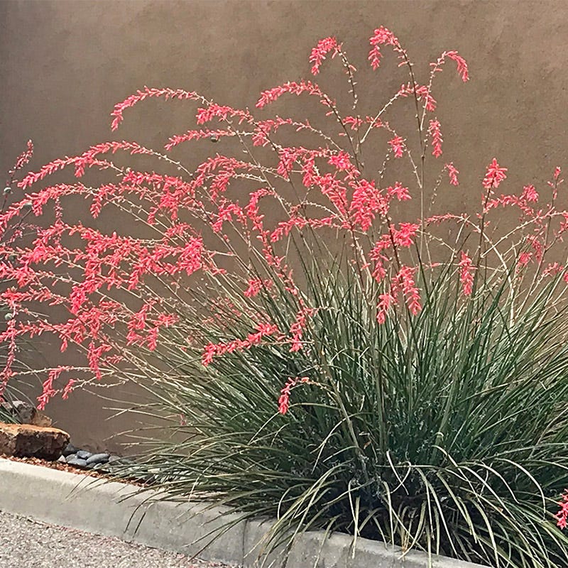  FlowerKisser® Weeping Pink Texas Yucca (Hesperaloe)