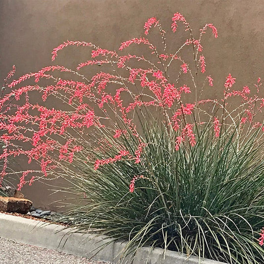  FlowerKisser® Weeping Pink Texas Yucca (Hesperaloe)