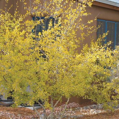  Berry Girl New Mexico Privet