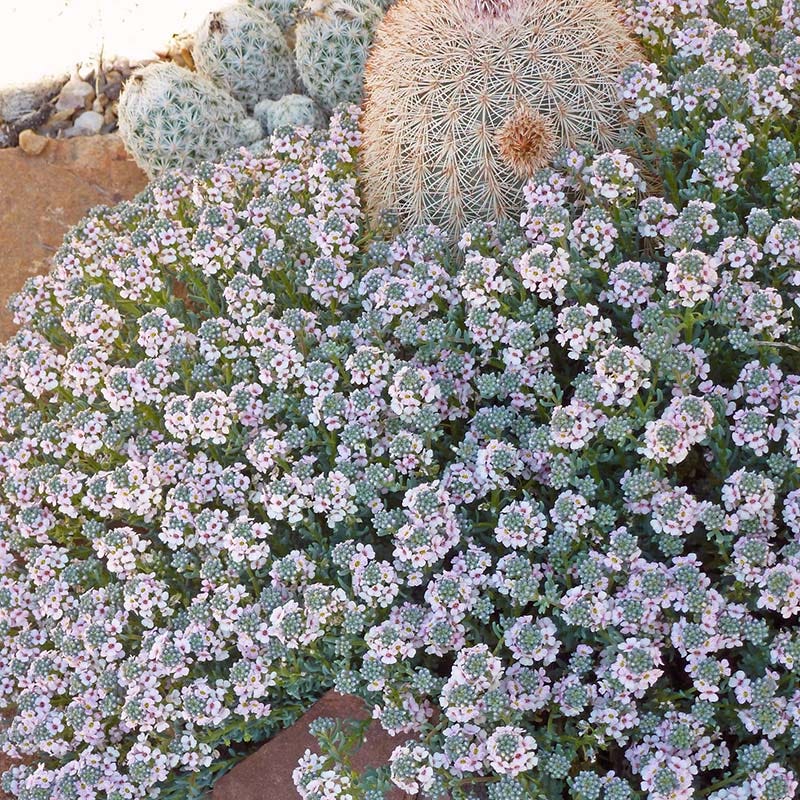  Fragrant Persian Stonecress (Aethionema)