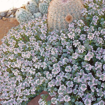  Fragrant Persian Stonecress (Aethionema)