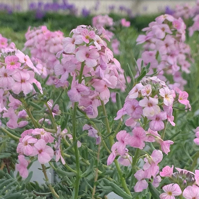  Fragrant Persian Stonecress (Aethionema)