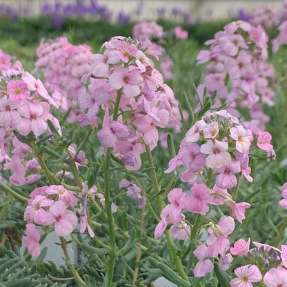  Fragrant Persian Stonecress (Aethionema)