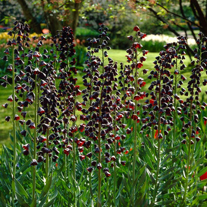  Stranger Than Fiction Flower Bulb Collection
