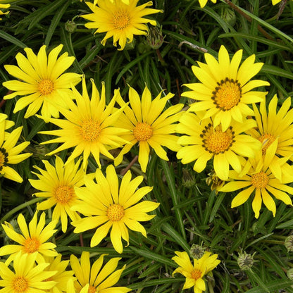  Colorado Gold® Gazania