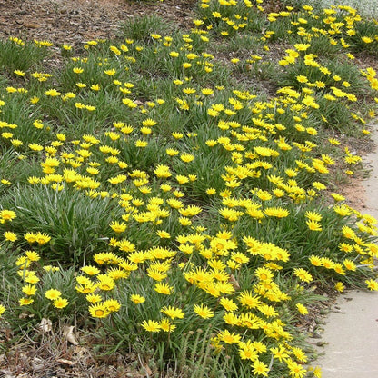  Colorado Gold® Gazania