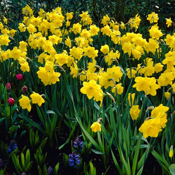  Gigantic Star Large Cupped Daffodil