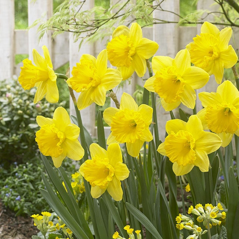  Gigantic Star Large Cupped Daffodil