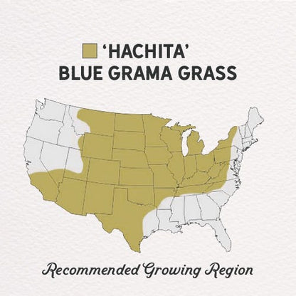  Hachita Blue Grama Grass Plugs