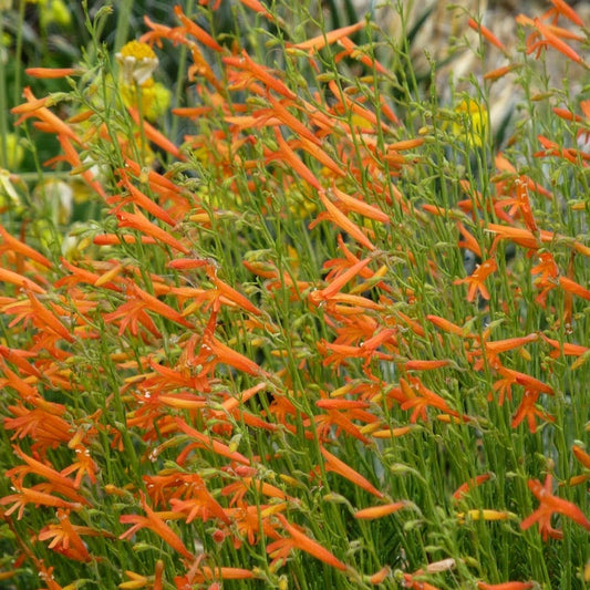  Luminous Pineleaf Penstemon