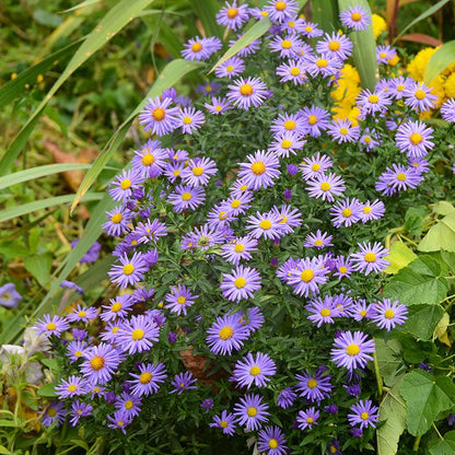  Native Dry Area Wildflower Seed Mix