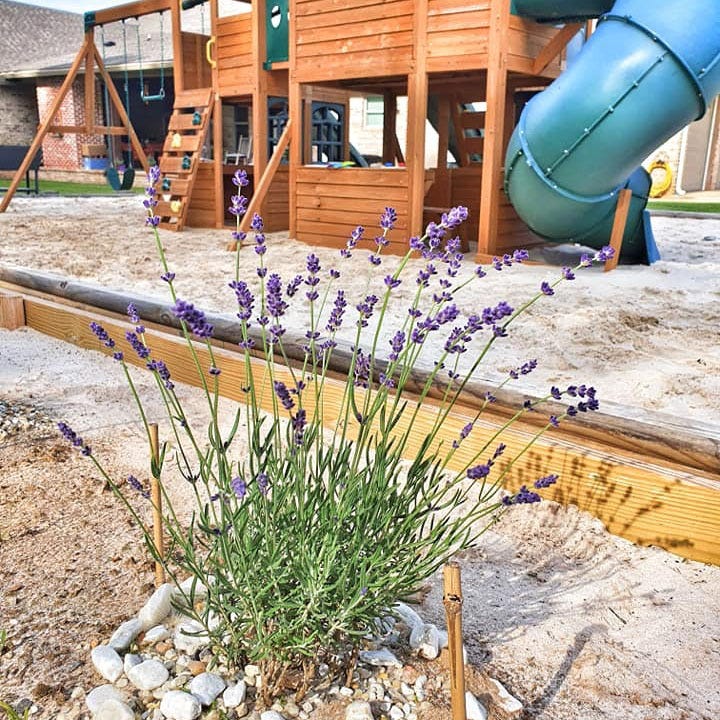  FlowerKisser® After Midnight English Lavender