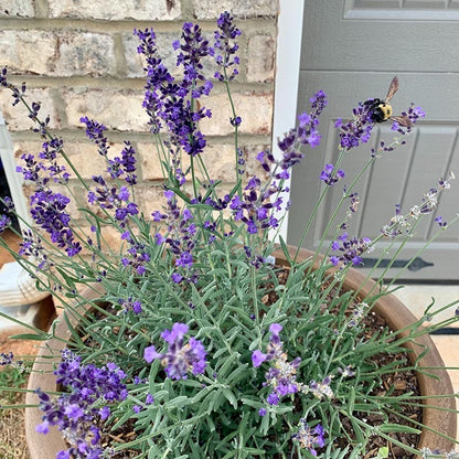  FlowerKisser® After Midnight English Lavender