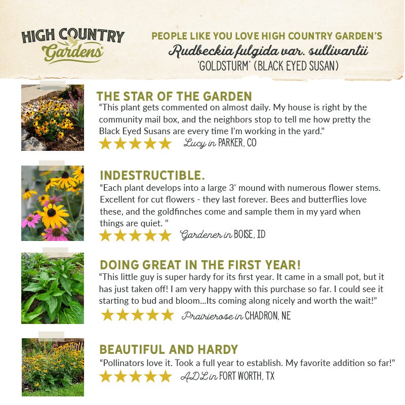  Goldsturm Black Eyed Susan