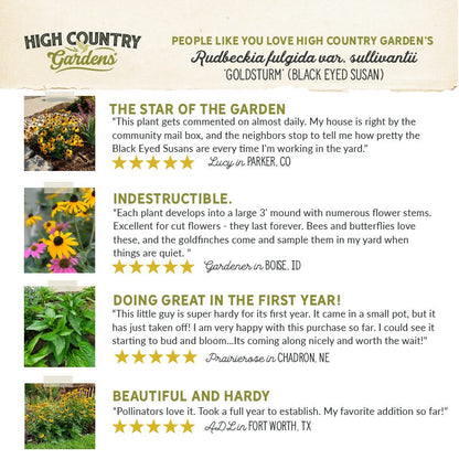  Goldsturm Black Eyed Susan