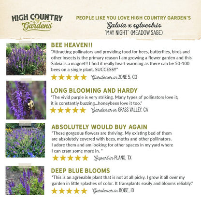  May Night Salvia