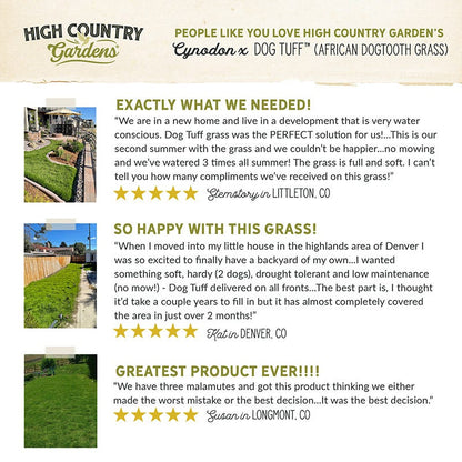  Dog Tuff™ Grass Plugs
