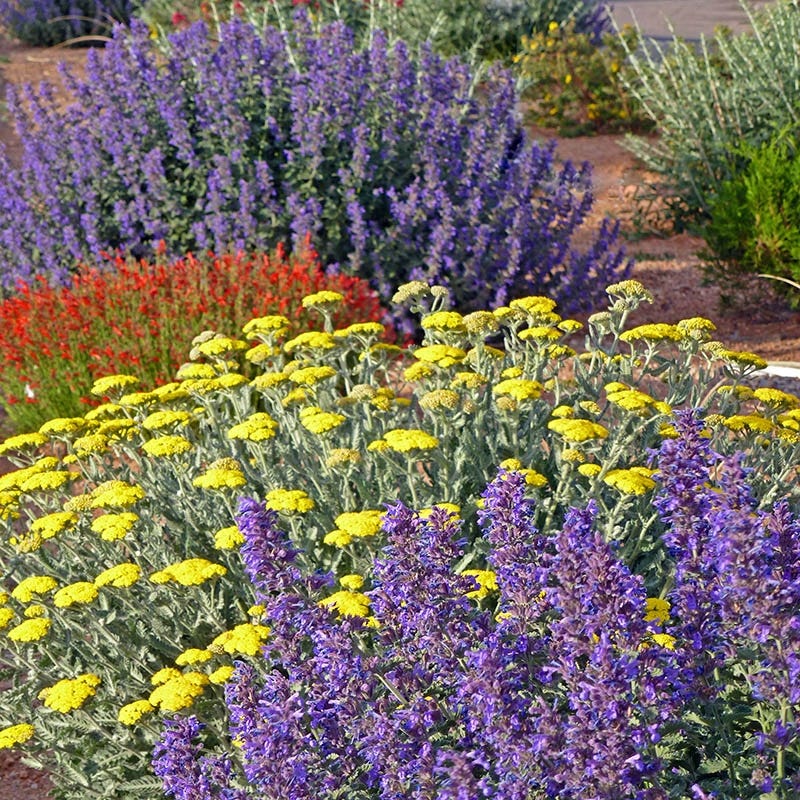  Summer Showstopper Pre-Planned Garden