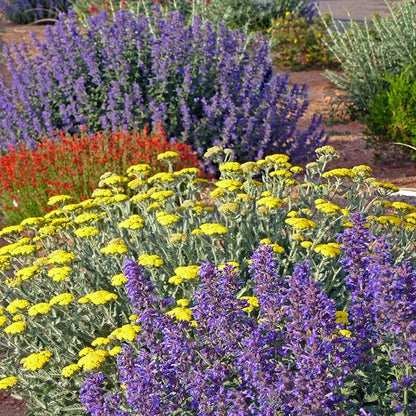  Summer Showstopper Pre-Planned Garden