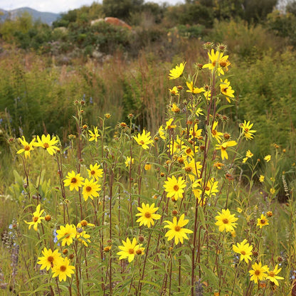  Autumn Magic Pollinator Collection