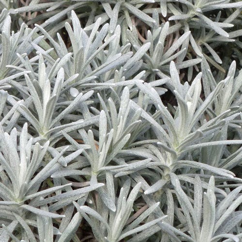  Silver Curry Bush (Helichrysum)
