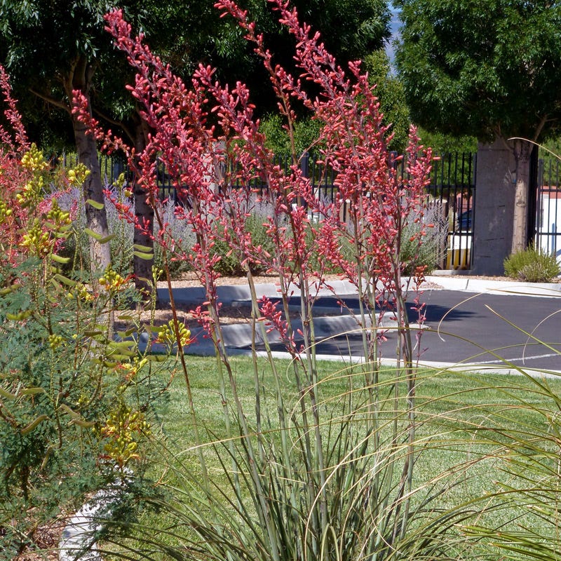  Straight Up Red Texas Yucca (Hesperaloe)