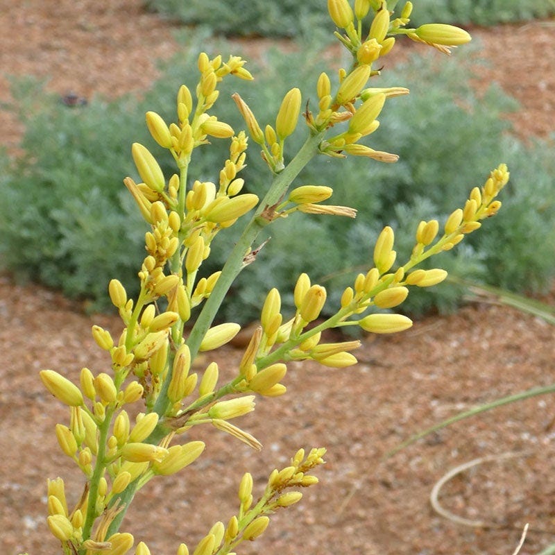  Hummingbird Paradise Hesperaloe Collection