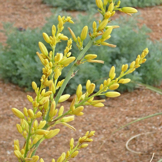  Hummingbird Paradise Hesperaloe Collection