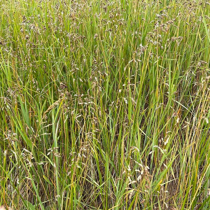  Sweetgrass