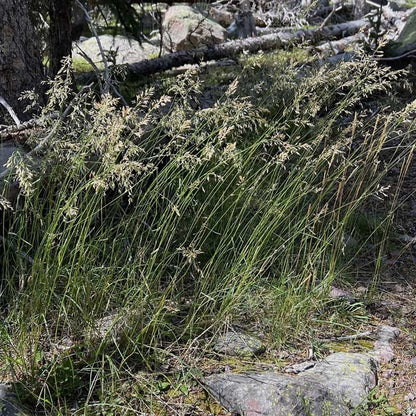  Sweetgrass
