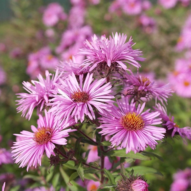  Superstar Aster Collection